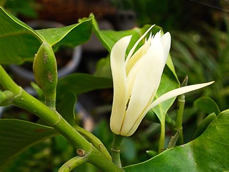 白兰花种植